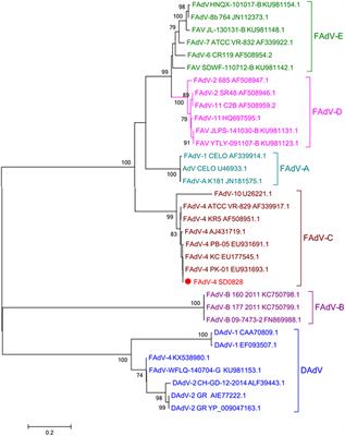 Fowl Adenovirus Serotype 4 SD0828 Infections Causes High Mortality Rate and Cytokine Levels in Specific Pathogen-Free Chickens Compared to Ducks